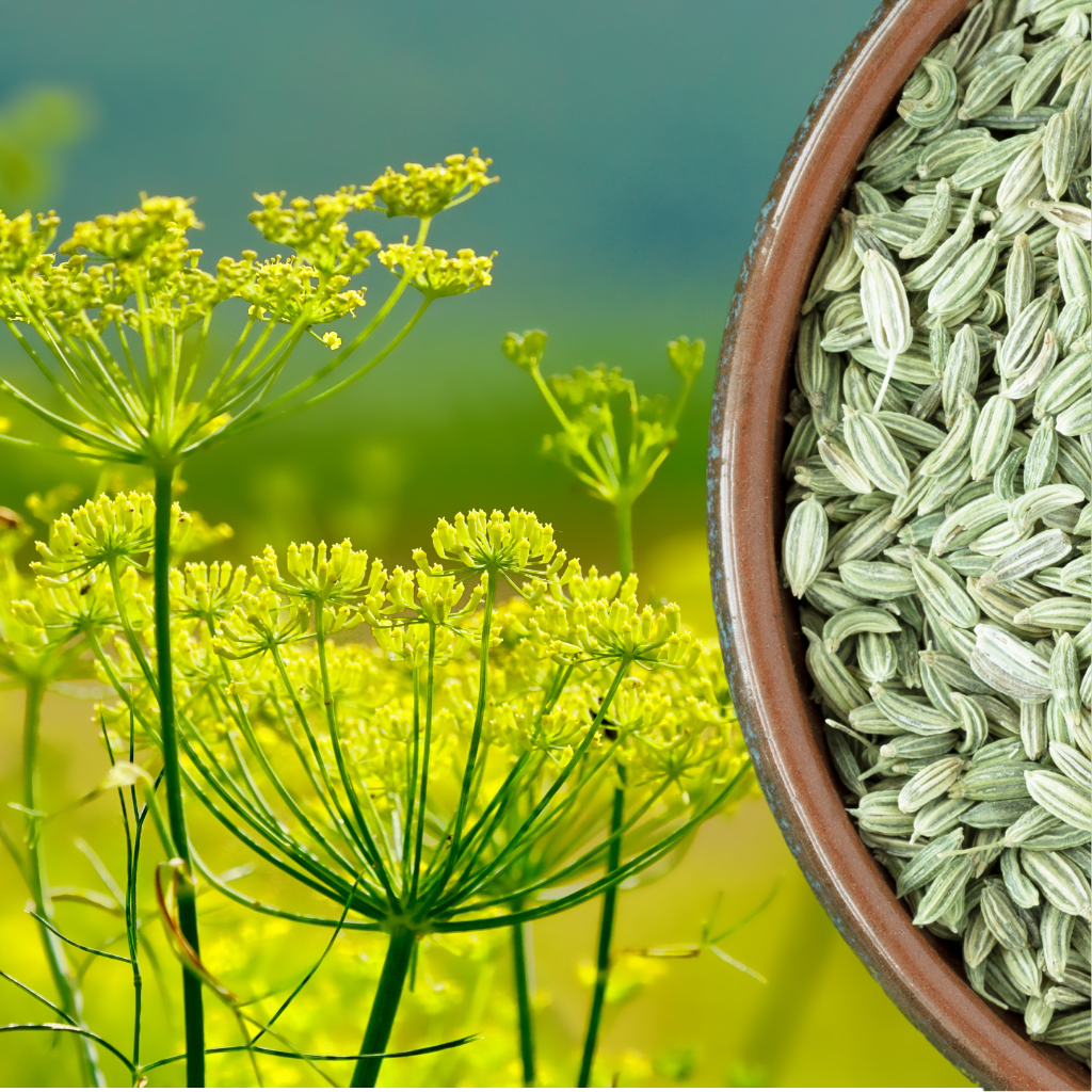 Fenchel